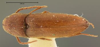 Media type: image;   Entomology 2369 Aspect: habitus dorsal view